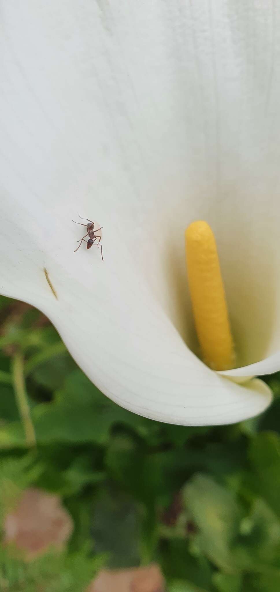 Camponotus angusticeps Emery 1886的圖片