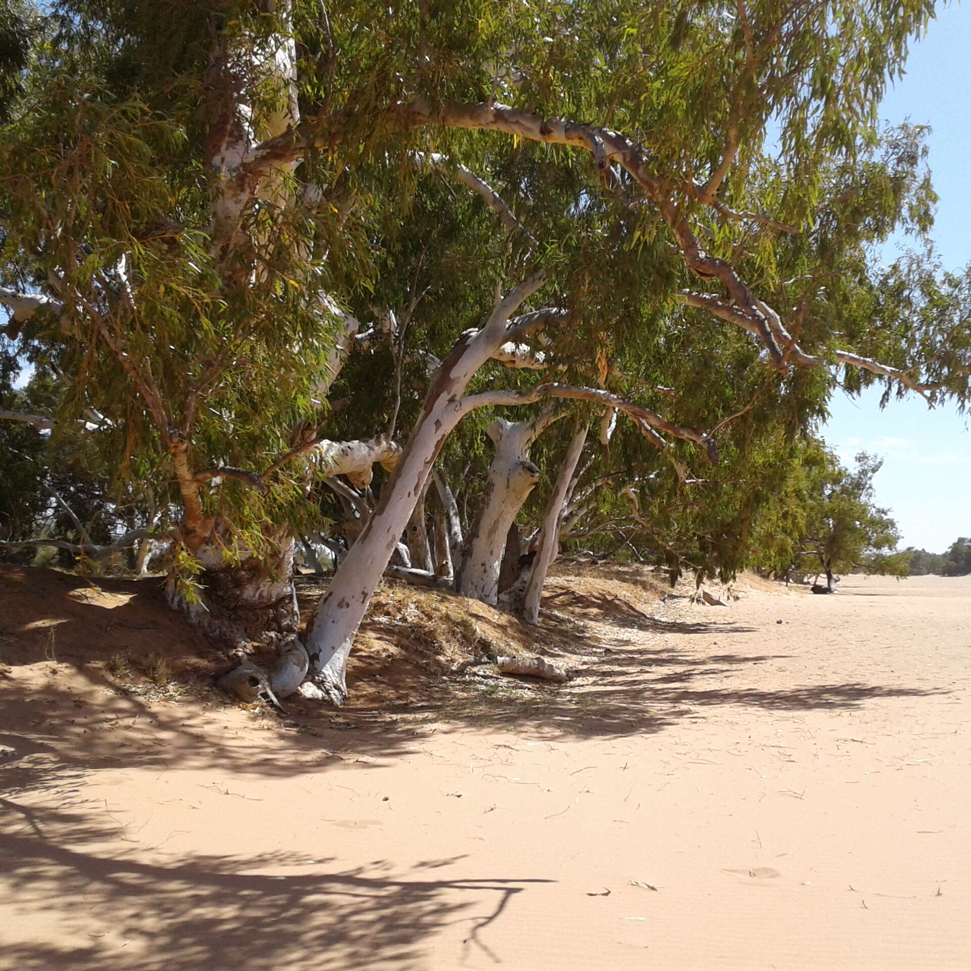 Слика од Eucalyptus camaldulensis subsp. refulgens Brooker & M. W. Mc Donald