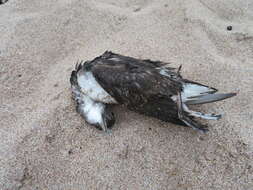 Image of Fluttering Shearwater