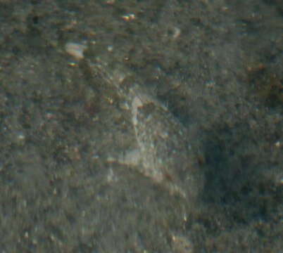 Image of Woolly sculpin