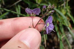 Image of Veronica ponae Gouan