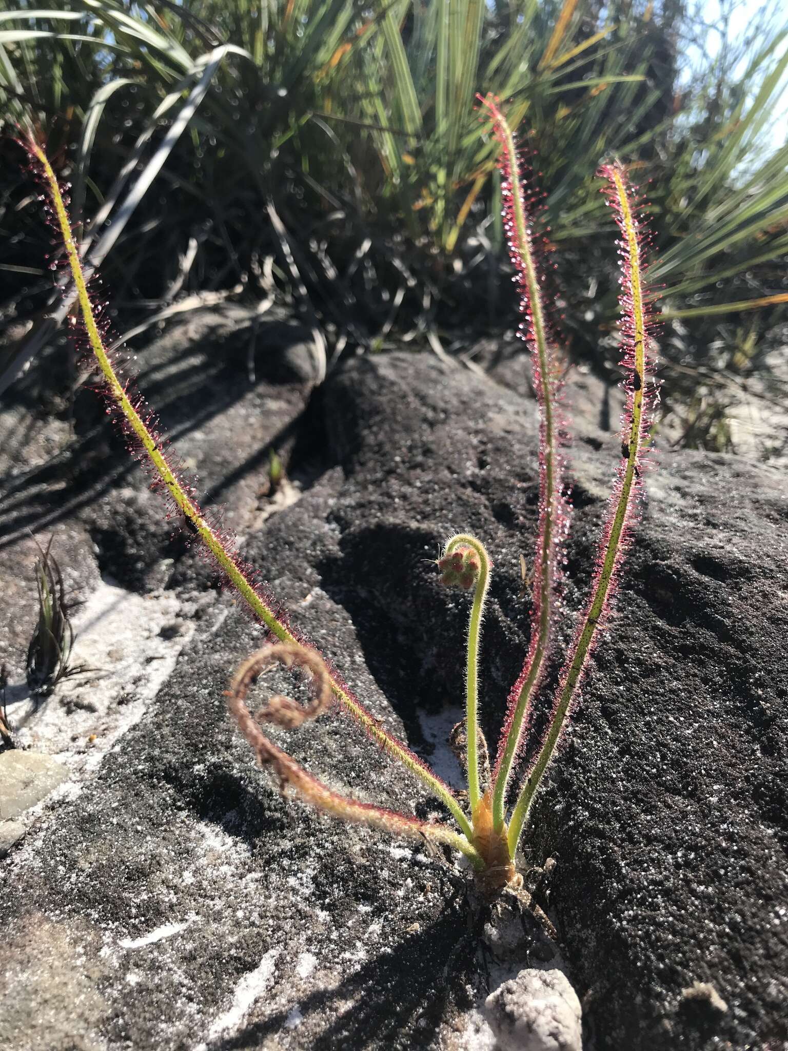 Image of Drosera graminifolia St. Hil.