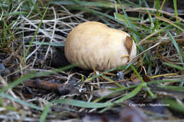 Image of Calvatia candida (Rostk.) Hollós 1902