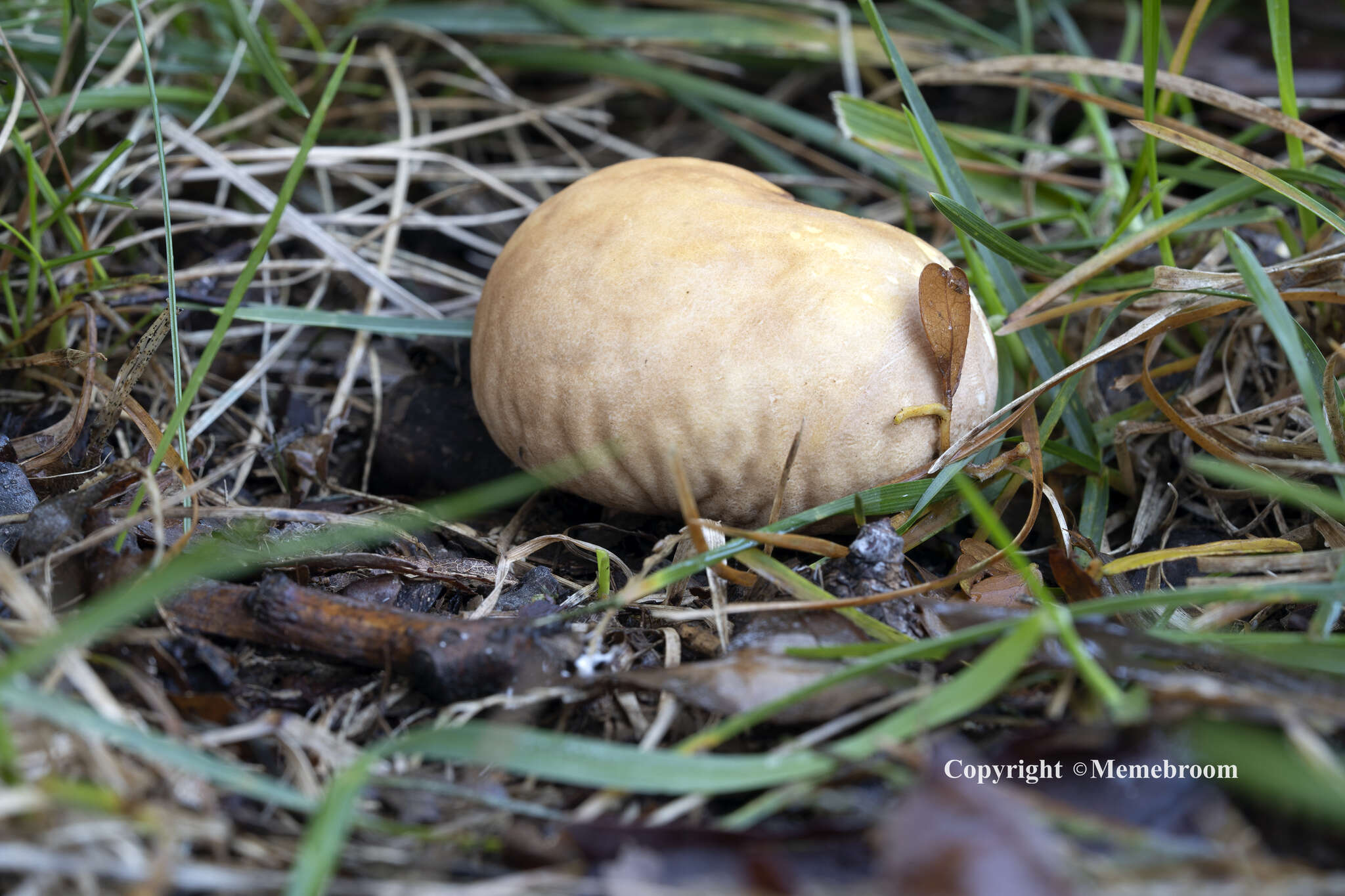 Image of Calvatia candida (Rostk.) Hollós 1902