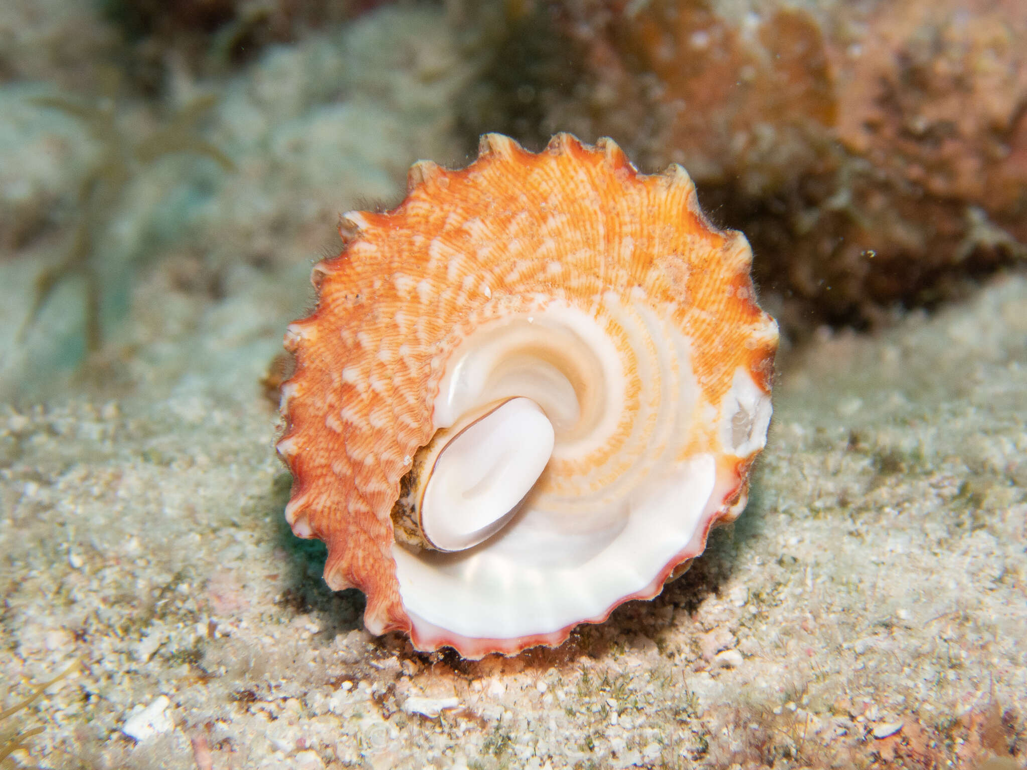 Image of West Indian starsnail