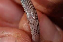 Image of Common Burrowing Skink