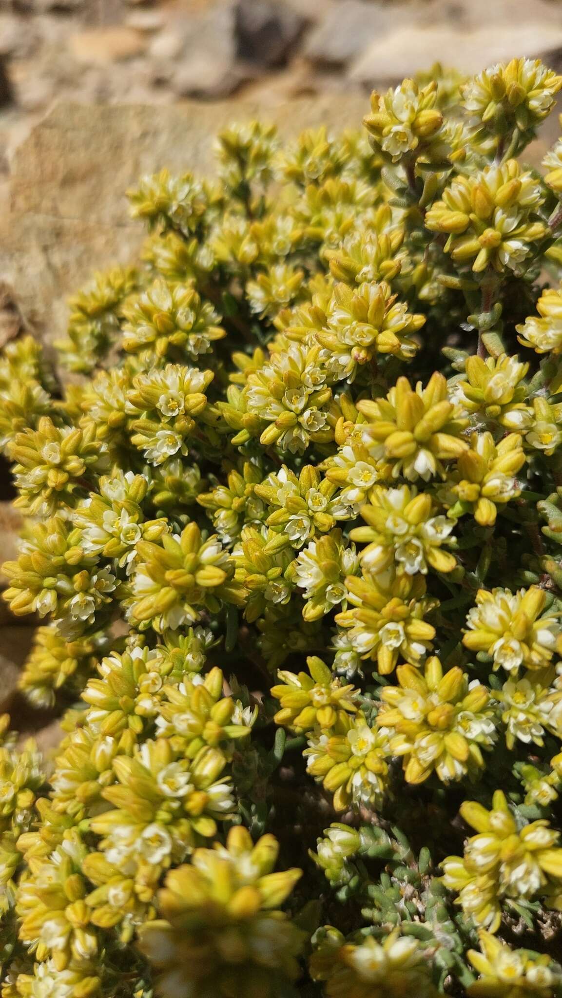 Image of Spergularia arbuscula (C. Gay) I M. Johnst.