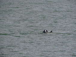 Image of Black Chilean Dolphin