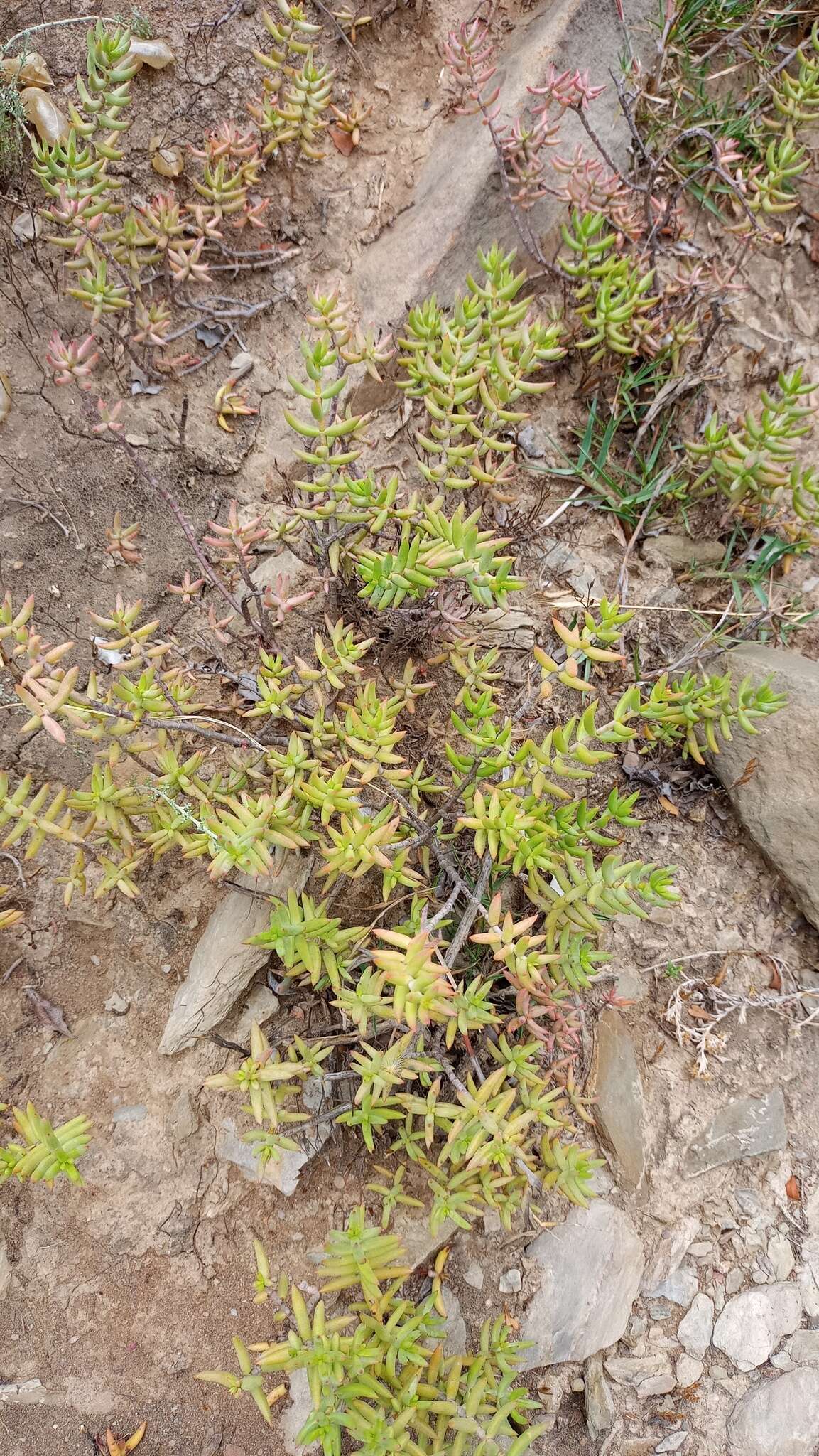 Crassula tetragona subsp. lignescens Tölken resmi