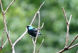 Image of Scarlet-thighed Dacnis