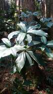 Image of Skimmia japonica subsp. distinctevenulosa (Hayata) T. C. Ho