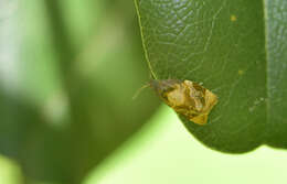 Image of red-barred tortrix