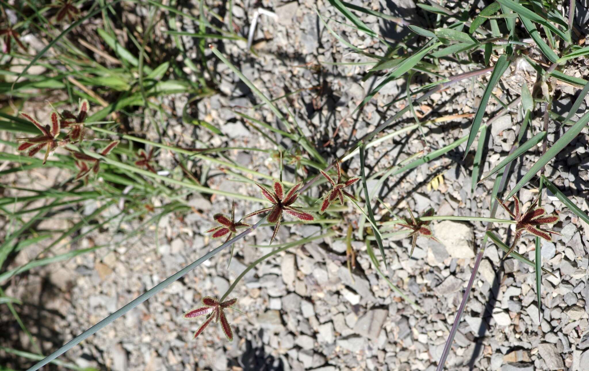 Image of Cyperus rubicundus Vahl