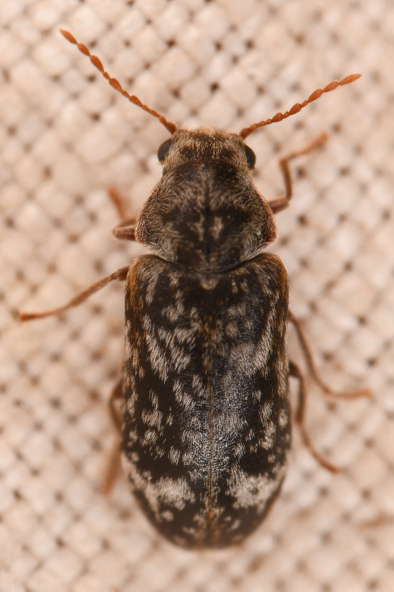 Image of Utobium granulatum White 1976