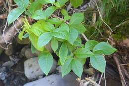 Image of Weigela middendorffiana C. Koch