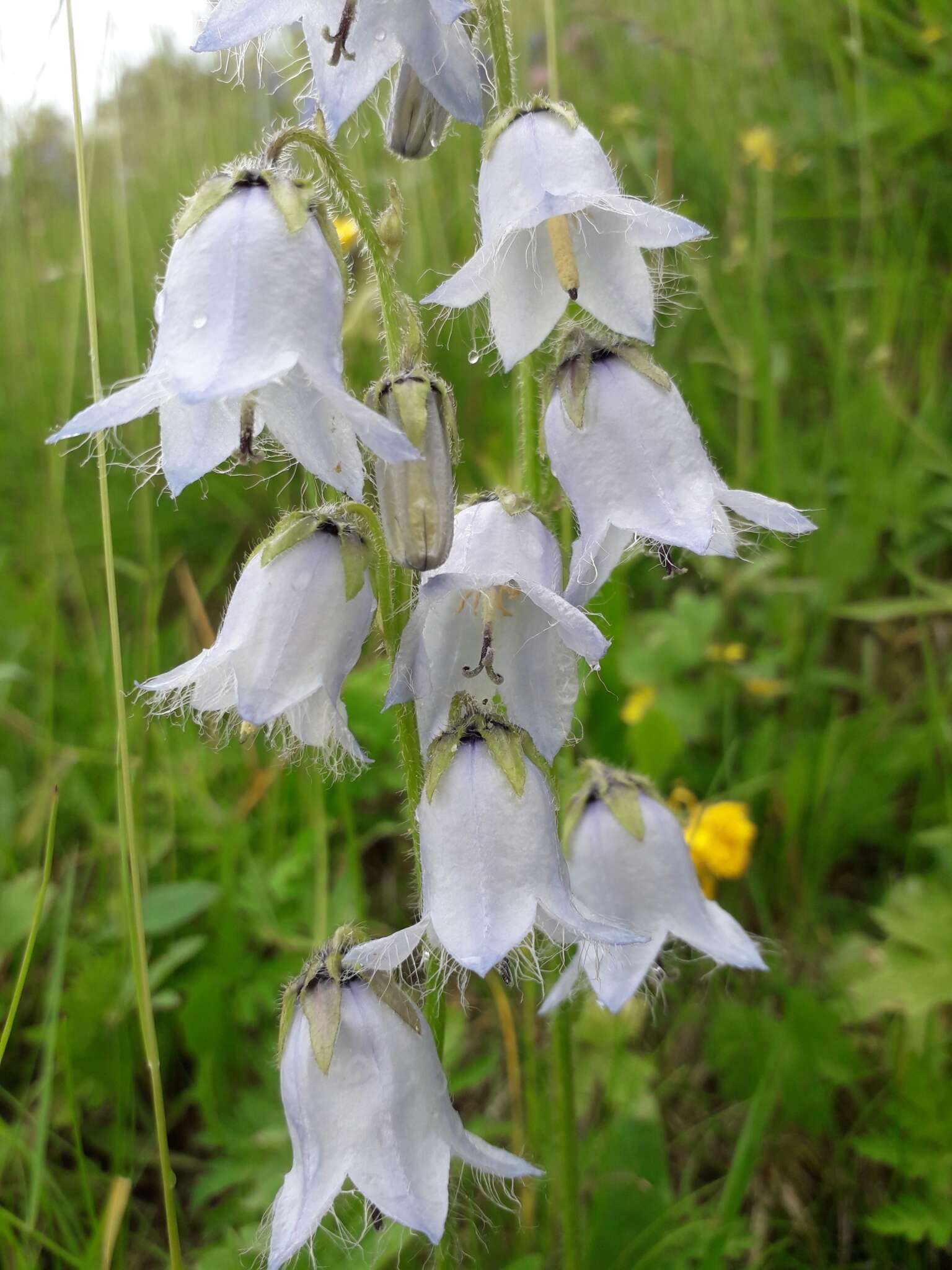 Image of Bearded Bellflower