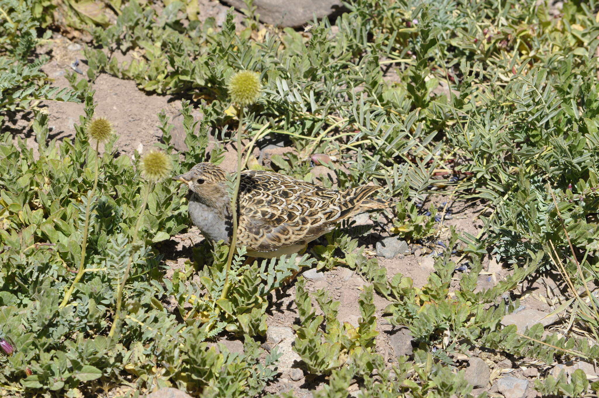 Image of Thinocorus Eschscholtz 1829