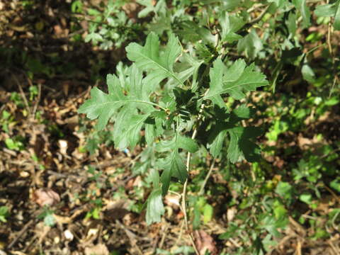 Image of Common Hawthorn