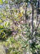 Image of Hakea salicifolia subsp. salicifolia