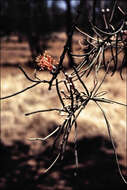 Image of Amyema linophylla (Fenzl) Tieghem