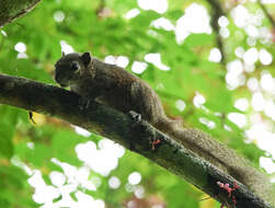 Image of Hoary-bellied Squirrel