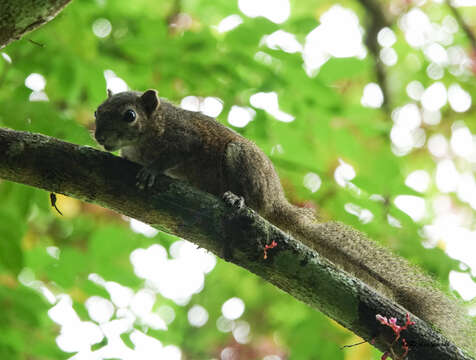 Imagem de Callosciurus pygerythrus (I. Geoffroy Saint-Hilaire 1833)