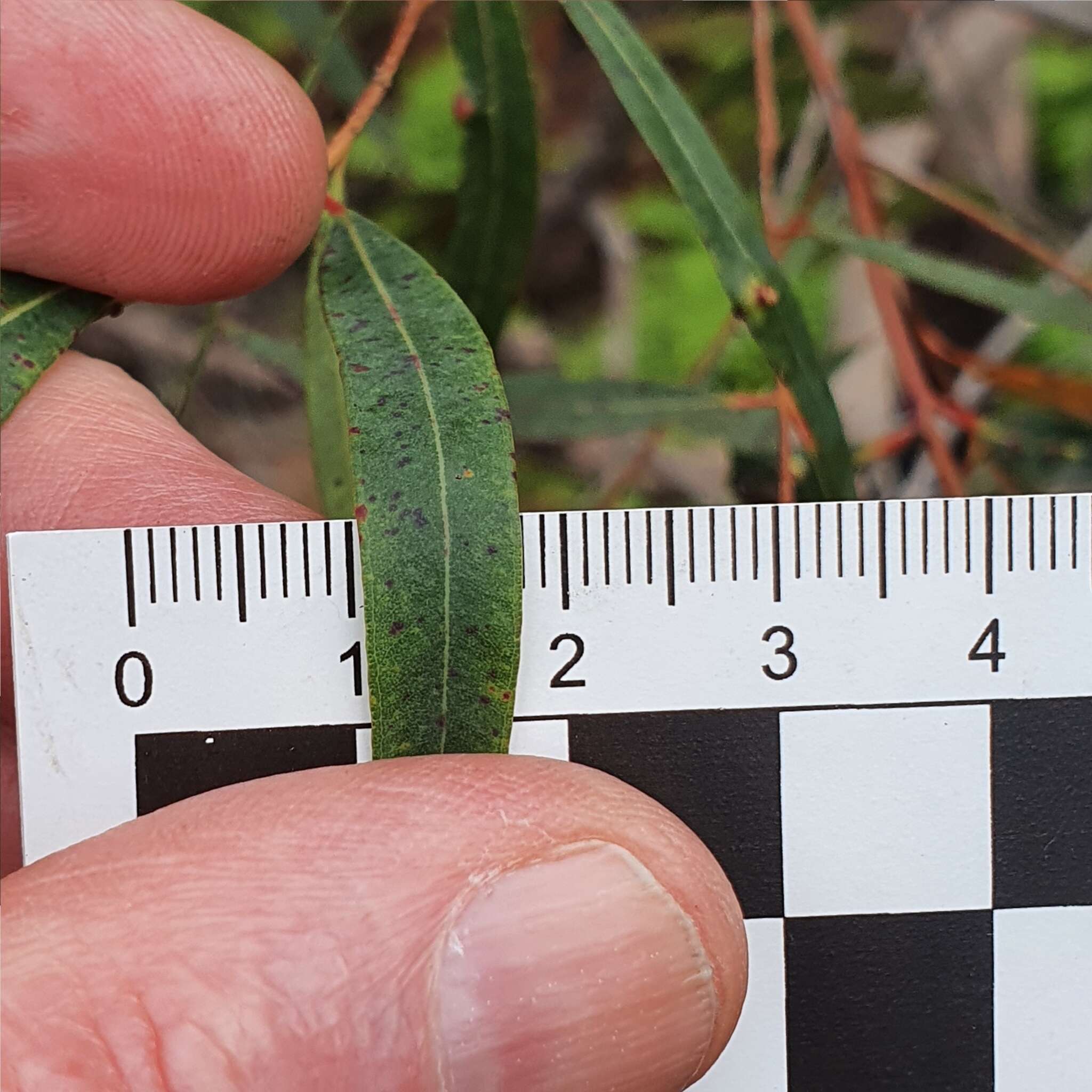 Image of Angophora bakeri E. C. Hall