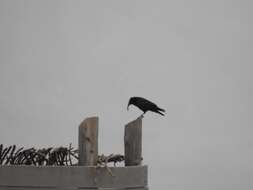 Image of Chihuahuan Raven