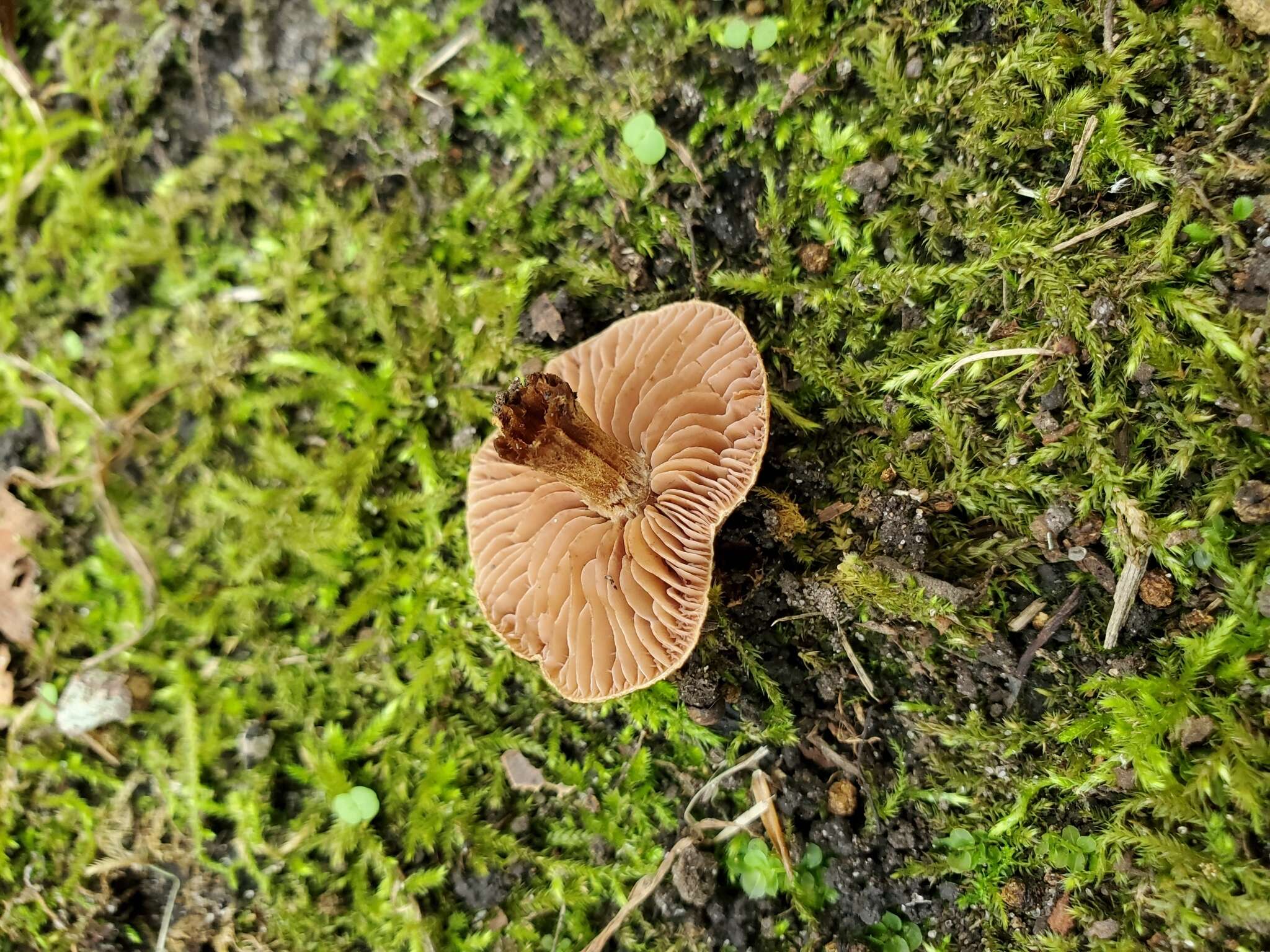 Image of Cortinarius pilatii Svrček 1968