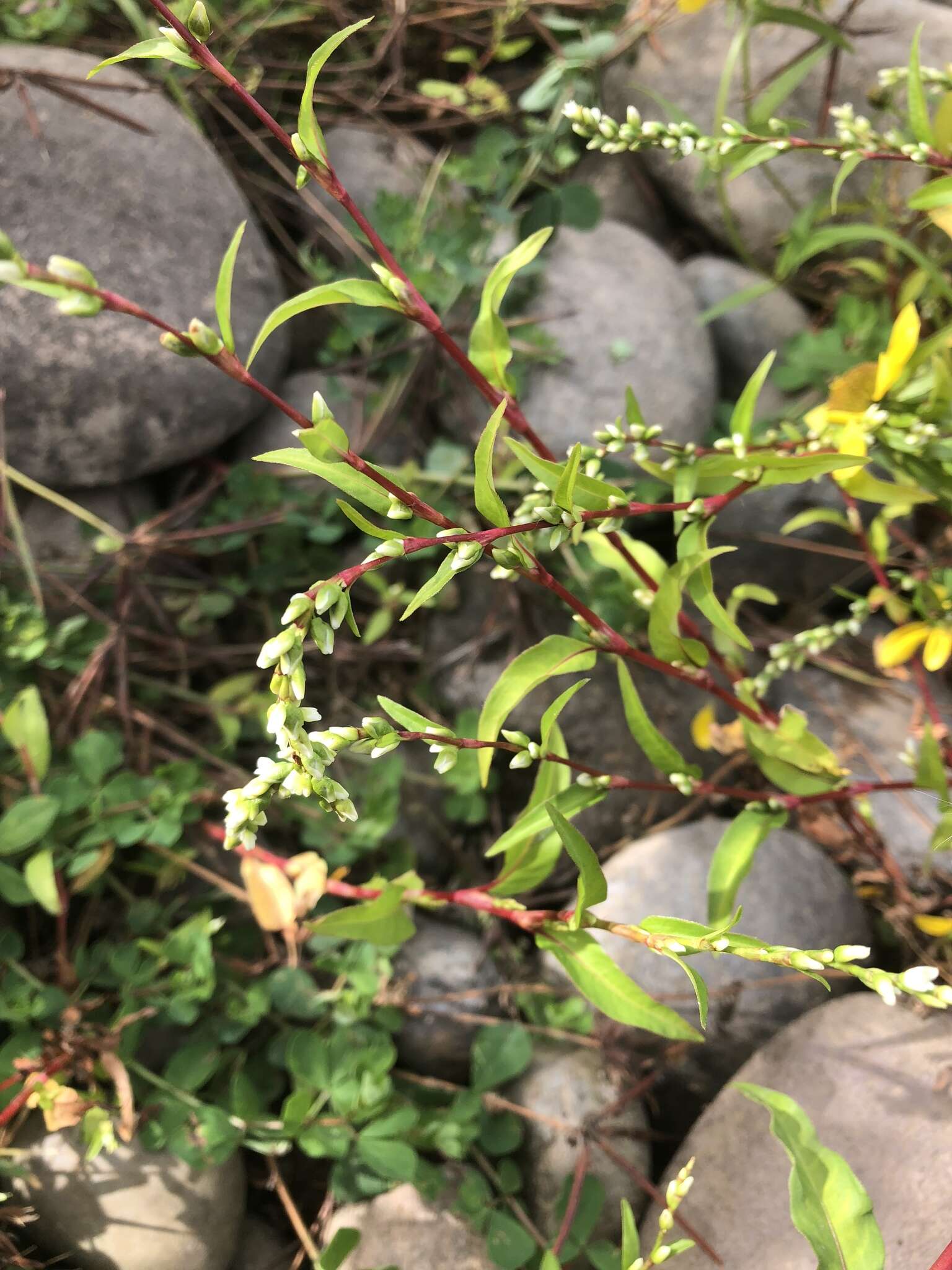 Image of Water-pepper