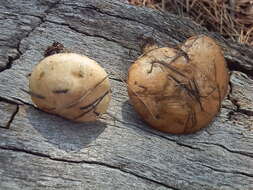 Image of Suillus kaibabensis Thiers 1976