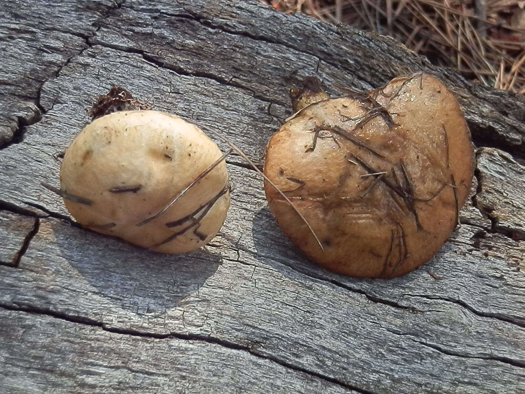 Image of Suillus kaibabensis Thiers 1976