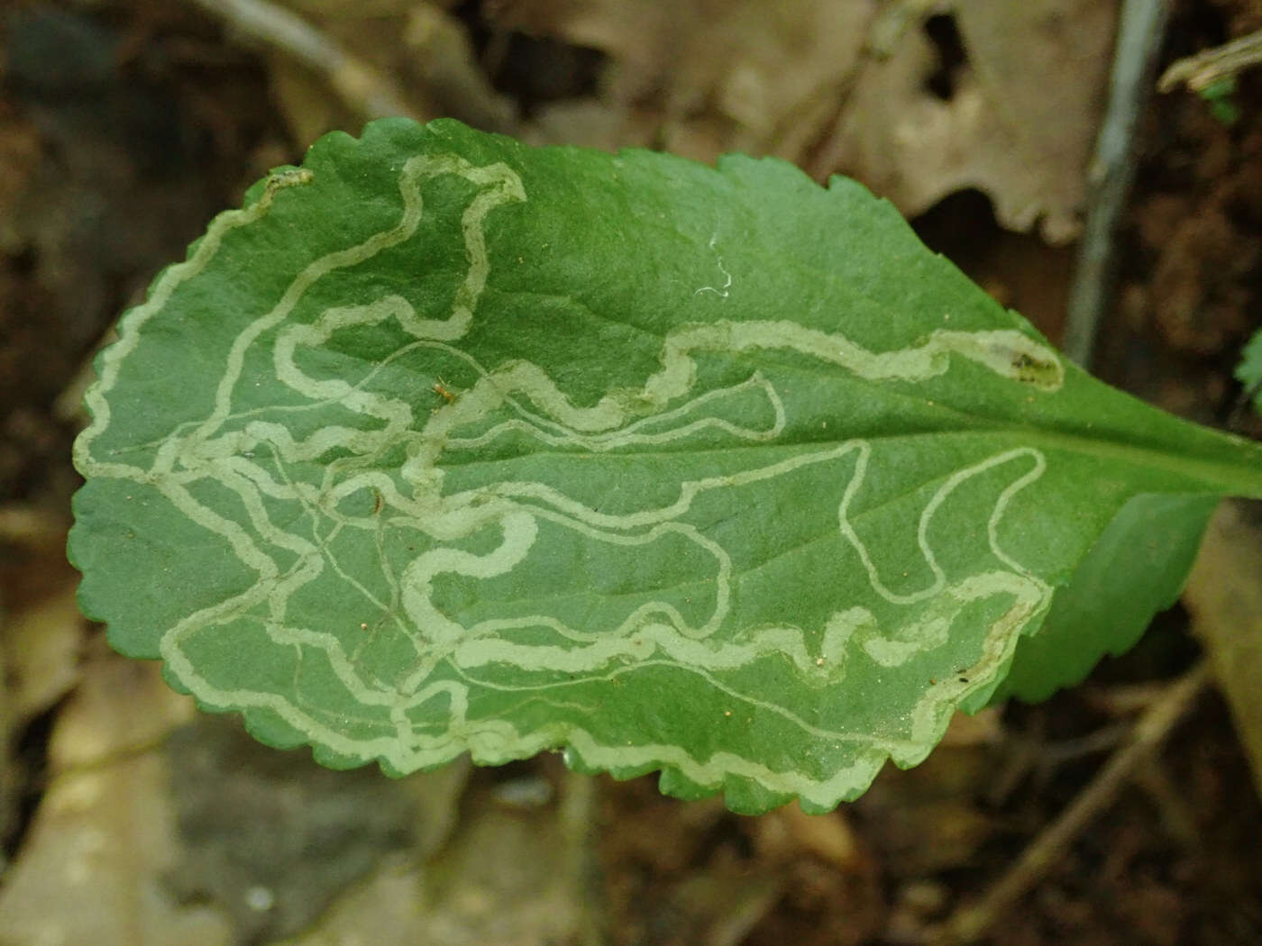 Image of Phyllocnistis insignis Frey & Boll 1876