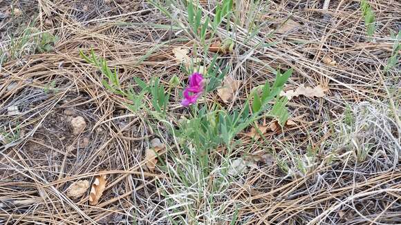 Lathyrus eucosmus Butters & St. John resmi