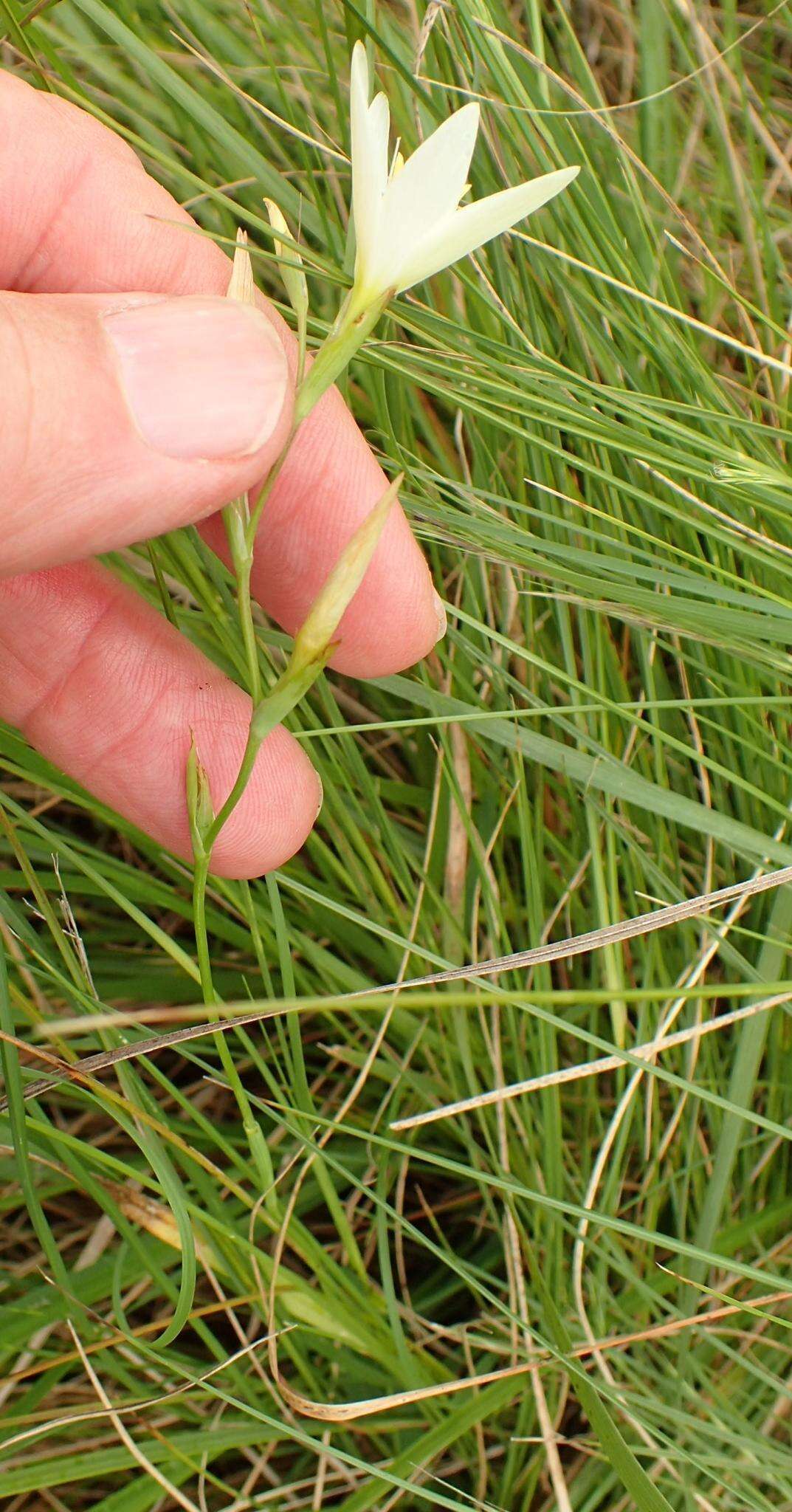 Image of Hesperantha lactea Baker