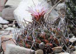 Image of Thelocactus tulensis (Polseg.) Britton & Rose