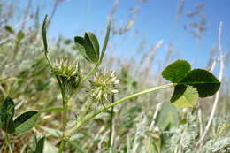 Image of teasel clover