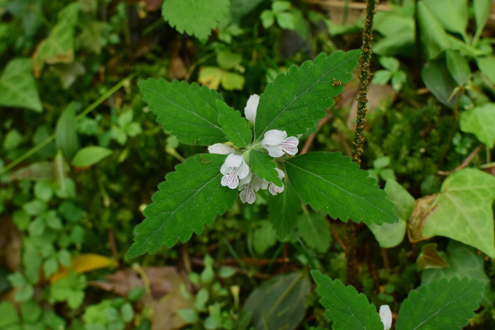 Matsumurella chinensis (Benth.) Bendiksby的圖片