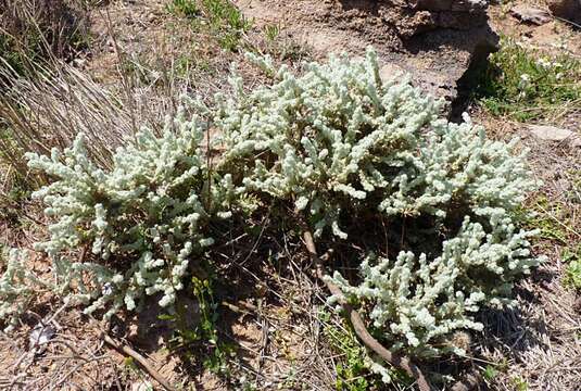 Image of Thymelaea velutina (Pourr. ex Camb.) Endl.