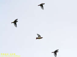 Image of Japanese Waxwing