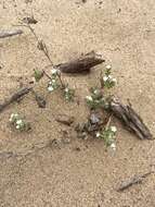 Sivun Cryptantha leiocarpa (Fisch. & C. A. Mey.) Greene kuva