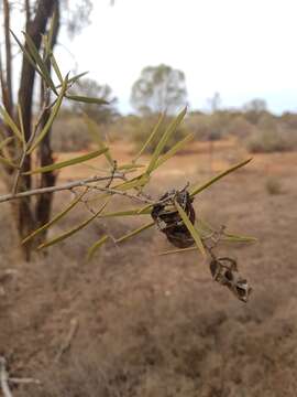 Sivun Acacia oswaldii F. Muell. kuva