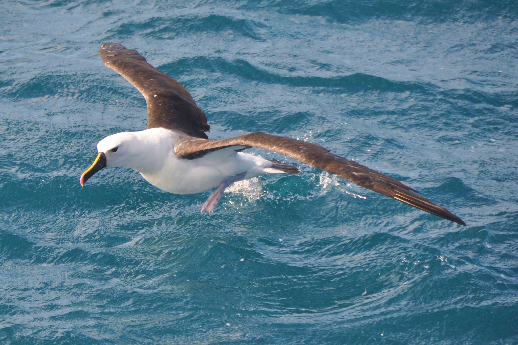 Image of Atlantic Yellow-nosed Albatross