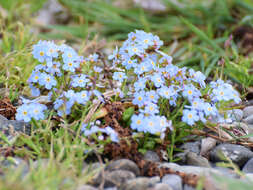 Image of Myosotis rehsteineri Warten.