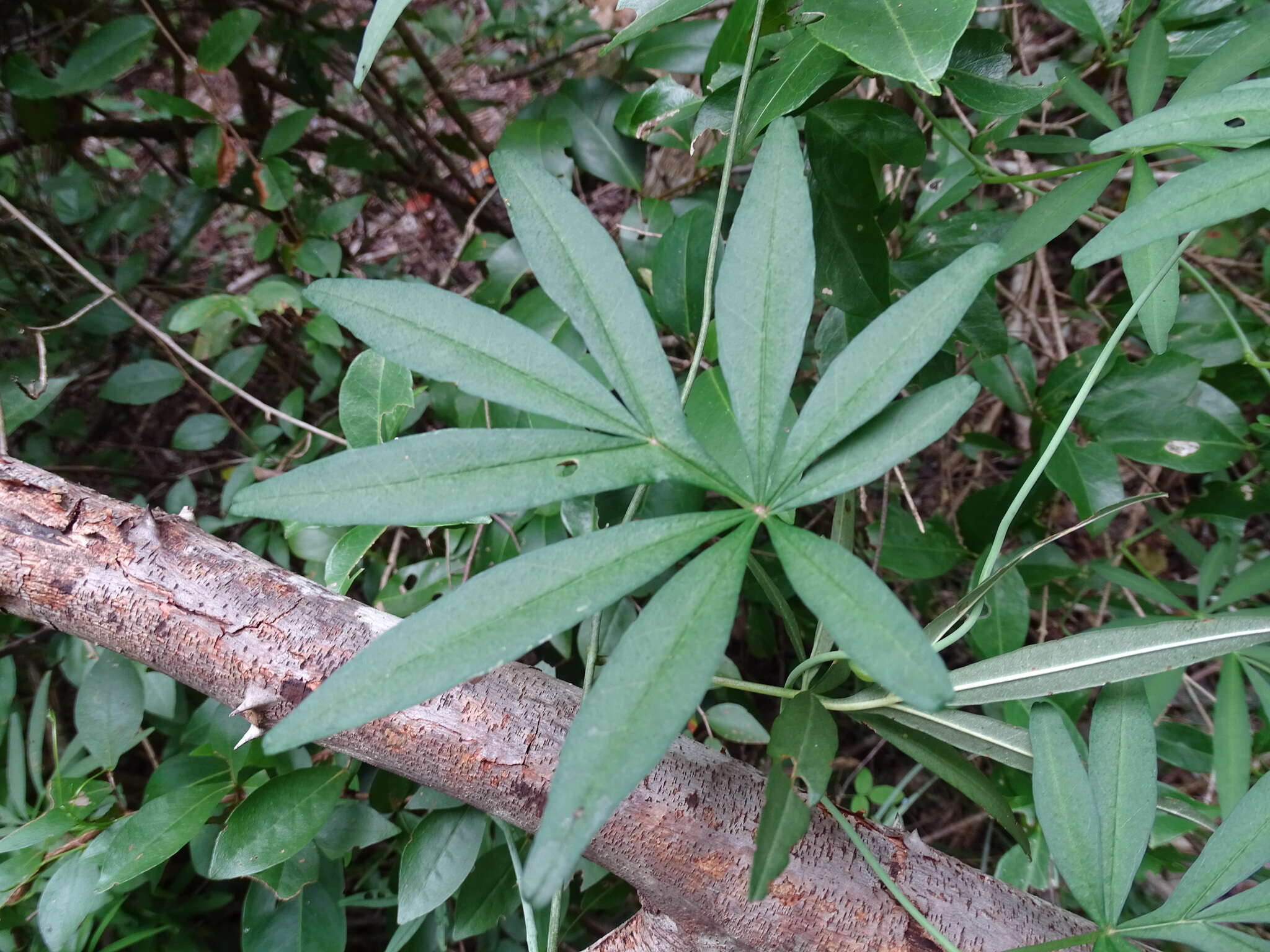 Imagem de Ipomoea heterodoxa Standl. & Steyerm.