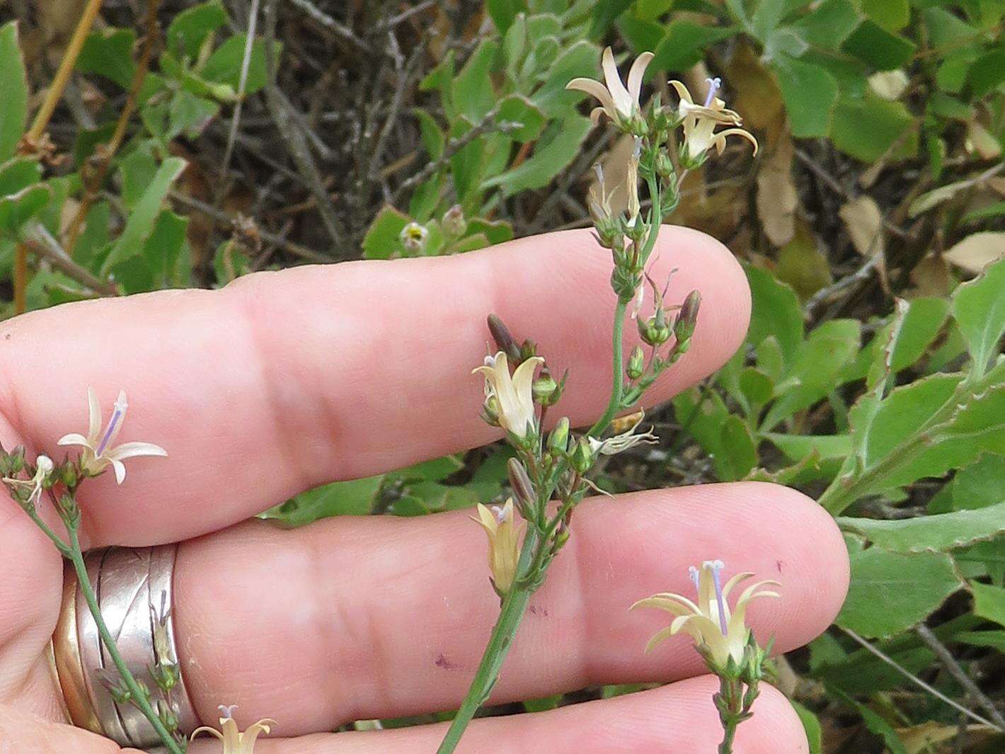 صورة Wahlenbergia adpressa (L. fil.) Sond.