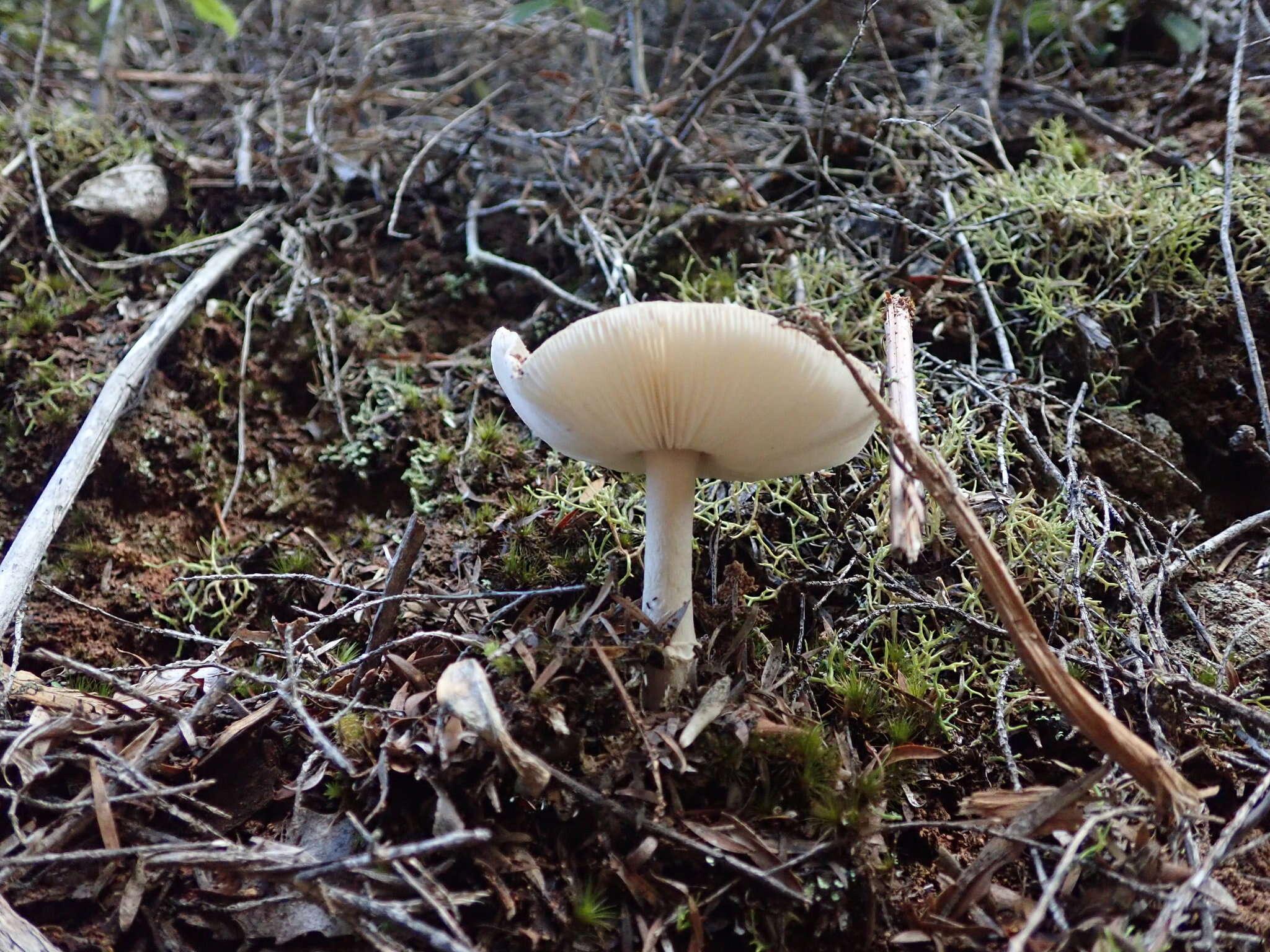 صورة Amanita australis G. Stev. 1962