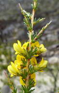 Image of Aspalathus arida subsp. procumbens (E. Mey.) R. Dahlgren