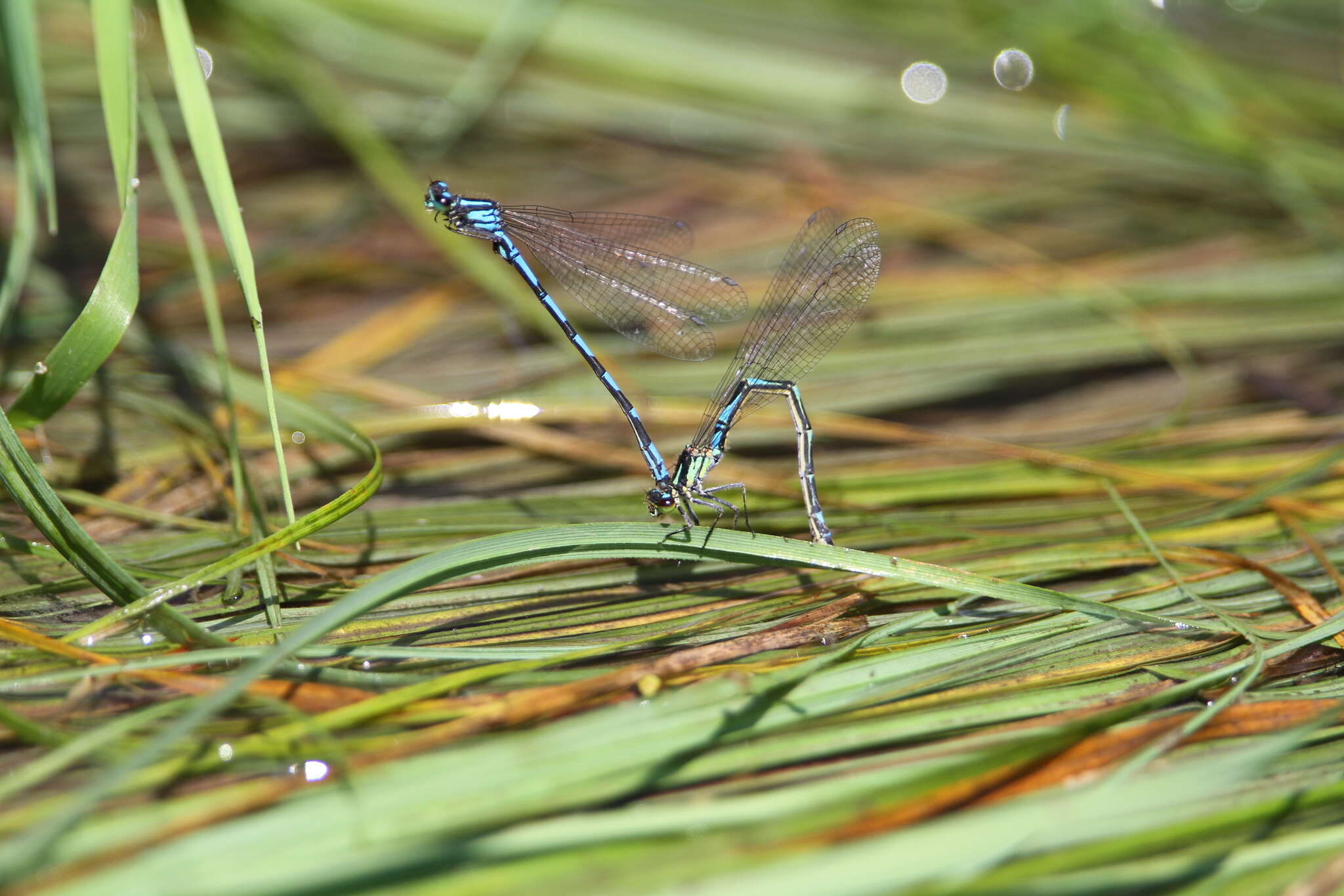 Image of Siberian Bluet