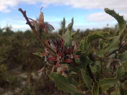 Image of Jacksonia floribunda Endl.